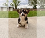 Small Photo #4 Pembroke Welsh Corgi Puppy For Sale in GREENFIELD, IN, USA