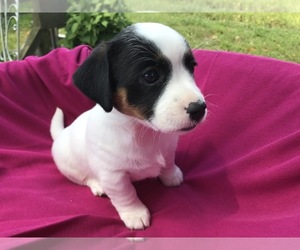 Jack Russell Terrier Puppy for Sale in HARTLY, Delaware USA