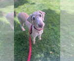 Small Poodle (Standard) Mix