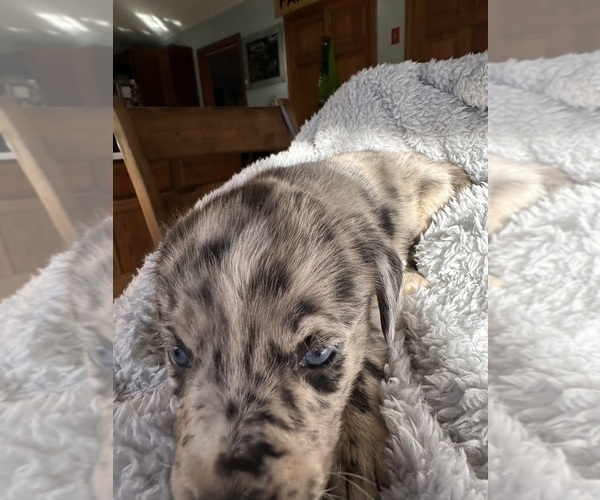 Medium Photo #5 Sheprador Puppy For Sale in BROOKLINE, NH, USA
