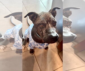 Beans - Male Mutt Dog for Adoption - Photo #3