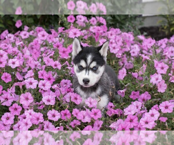 Medium Photo #13 Pomsky Puppy For Sale in FRESNO, OH, USA
