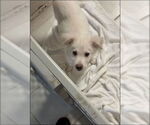 Small #10 Great Pyrenees-Red Heeler Mix