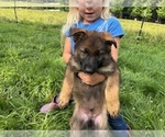 Puppy Puppy 4 German Shepherd Dog