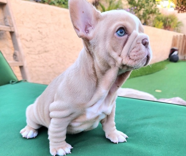 Medium Photo #9 French Bulldog Puppy For Sale in LAS VEGAS, NV, USA