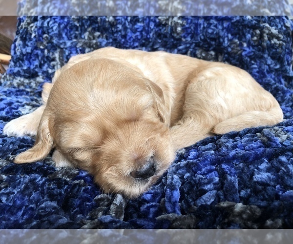 Medium Photo #4 Labradoodle Puppy For Sale in MIFFLINBURG, PA, USA