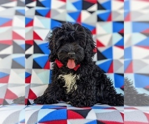 Cock-A-Poo Puppy for sale in NEW HOLLAND, PA, USA