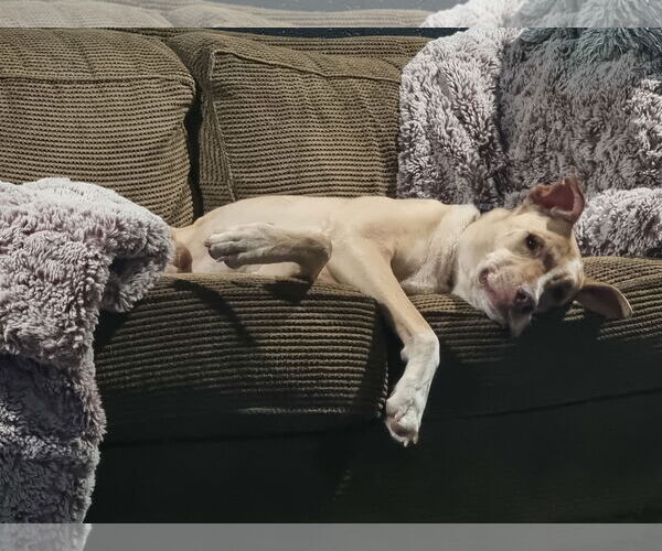 Medium Photo #2 German Pinscher-Rhodesian Ridgeback Mix Puppy For Sale in Chandler, AZ, USA