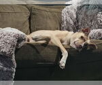 Small #1 German Pinscher-Rhodesian Ridgeback Mix