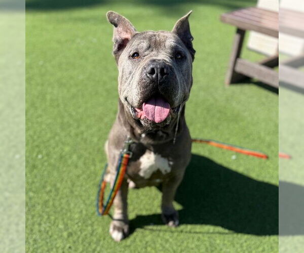 Medium Photo #1 Mutt Puppy For Sale in Camarillo, CA, USA