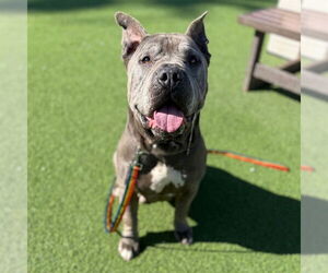 Mutt Dogs for adoption in Camarillo, CA, USA