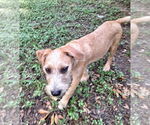 Small #1 Irish Terrier Mix