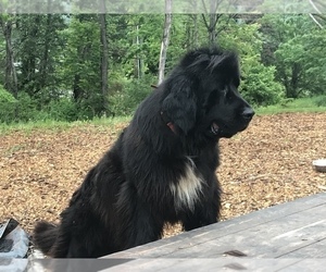 Father of the Newfoundland puppies born on 05/11/2023