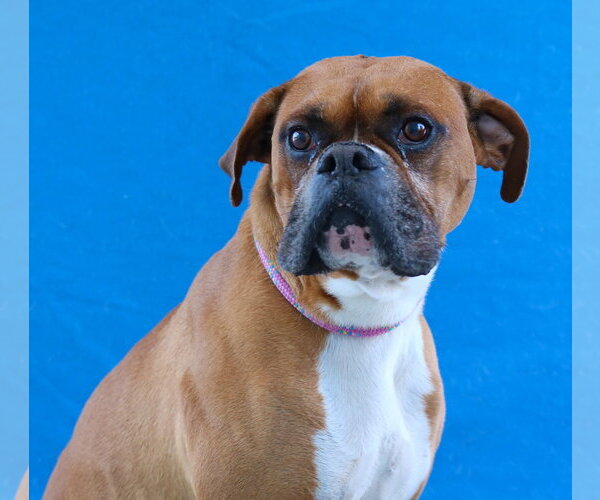 Medium Photo #2 Boxer Puppy For Sale in Pasadena, CA, USA