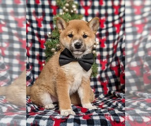 Shiba Inu Puppy for sale in OXFORD, PA, USA