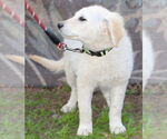 Small #5 Golden Retriever-Kuvasz Mix
