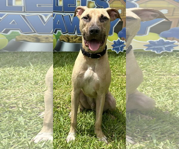 Medium Photo #1 Mutt Puppy For Sale in Royal Palm Beach, FL, USA