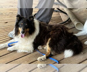 Mutt Dogs for adoption in Wamego, KS, USA
