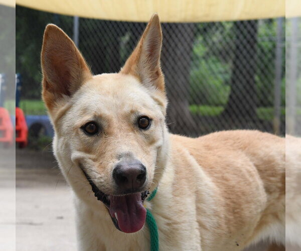 Medium Photo #4 Carolina Dog-Unknown Mix Puppy For Sale in Houston, TX, USA