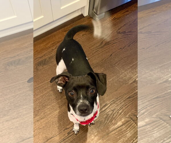 Medium Photo #3 Rat Terrier-Unknown Mix Puppy For Sale in Oakhurst, NJ, USA