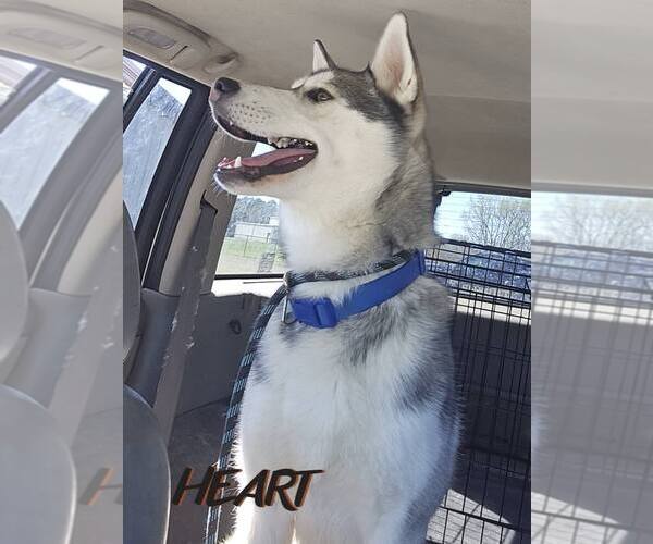 Medium Photo #4 Siberian Husky Puppy For Sale in Severn, MD, USA