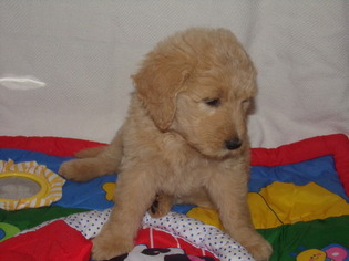 Goldendoodle Puppy for sale in SAINT CLAIR SHORES, MI, USA