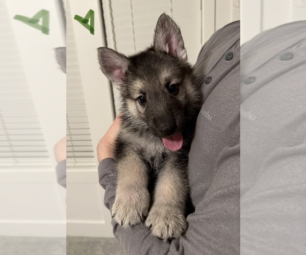 Medium Photo #5 German Shepherd Dog Puppy For Sale in GARDNER, KS, USA