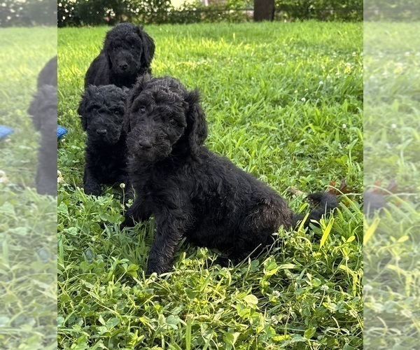 Medium Photo #4 Goldendoodle Puppy For Sale in KANSAS CITY, MO, USA