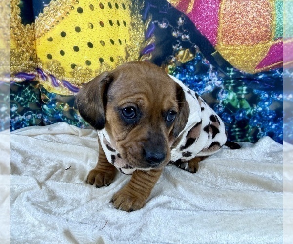 Medium Photo #16 Dachshund Puppy For Sale in CASSVILLE, MO, USA