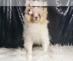 Small #2 Pomeranian