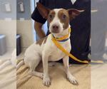 PEACH - Female Mutt Dog for Adoption - Small photo