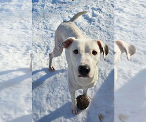 Labrador Retriever-Unknown Mix Dogs for adoption in Rockaway, NJ, USA