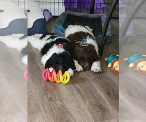 Newfypoo Puppy for sale in CHESAPEAKE, VA, USA