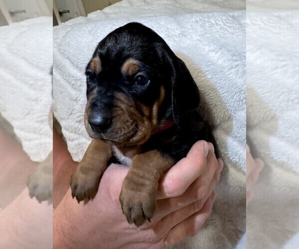 Medium Photo #39 Black and Tan Coonhound-Bluetick Coonhound Mix Puppy For Sale in OAK HILLS, CA, USA