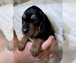 Small Photo #39 Black and Tan Coonhound-Bluetick Coonhound Mix Puppy For Sale in OAK HILLS, CA, USA