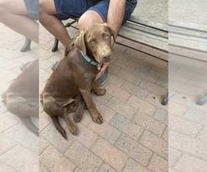 Labrador Retriever Dogs for adoption in PORT ORCHARD, WA, USA