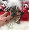 Small Photo #5 Yorkshire Terrier Puppy For Sale in ADAMSVILLE, TN, USA