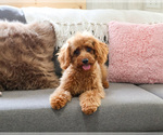 Small #4 Cavapoo (Miniature)
