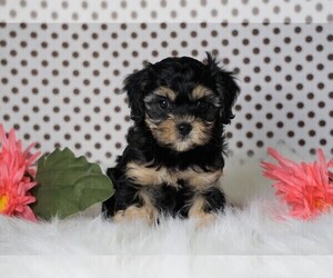 Cavapoo Puppy for sale in FREDERICKSBG, OH, USA