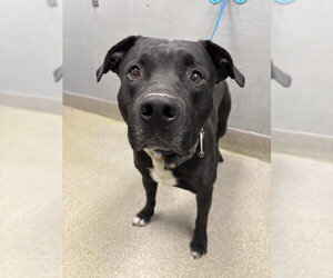 Mutt Dogs for adoption in Las Vegas, NV, USA