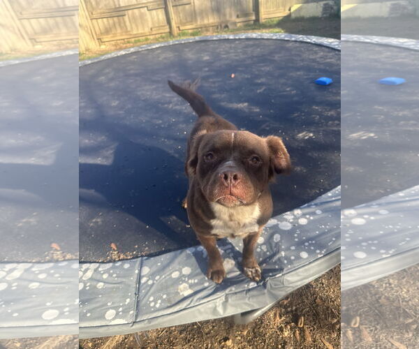 Medium Photo #1 American Staffordshire Terrier-Colonial Cocker Spaniel Mix Puppy For Sale in Jackson, MS, USA