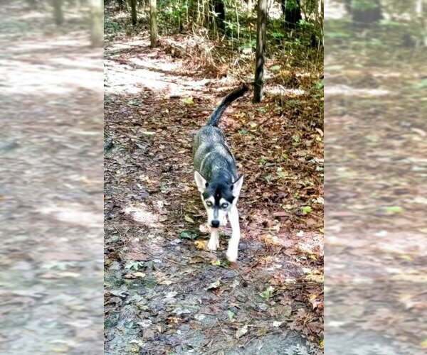Medium Photo #4 Siberian Husky-Unknown Mix Puppy For Sale in Severn, MD, USA