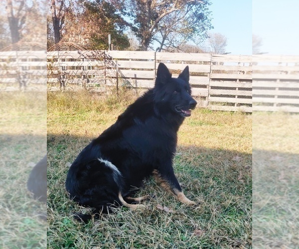 Medium Photo #1 German Shepherd Dog Puppy For Sale in COUCH, MO, USA