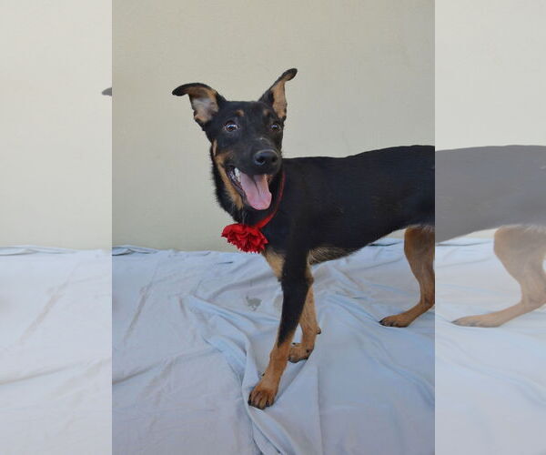 Medium Photo #3 Mutt Puppy For Sale in McKinney, TX, USA