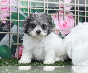 Yorkshire Terrier Puppy for sale in MARIETTA, GA, USA