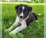 Puppy Finnley Border Collie