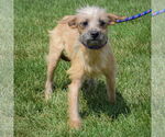 Small #4 Dachshund Mix