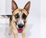 Small #9 Siberian Husky Mix