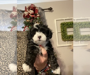 Maltipoo Puppy for sale in DOUGLAS, GA, USA