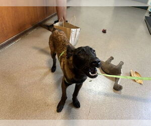 Mutt Dogs for adoption in Pasadena, CA, USA
